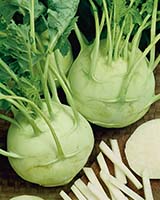 Brassica oleracea Gongylodes